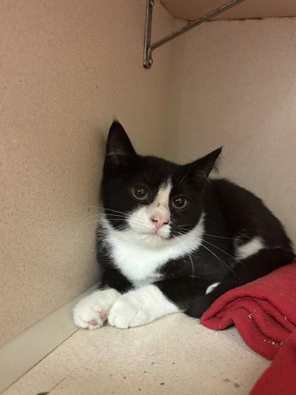 Enlarge Jerry, a Adoptable mixed breed in Quakertown, PA image 1/3