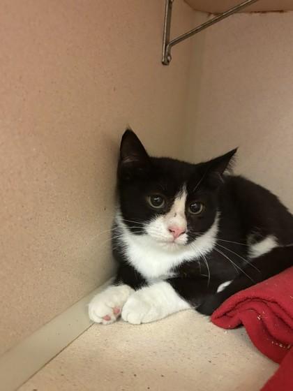 Enlarge Jerry, a Adoptable mixed breed in Quakertown, PA image 2/3