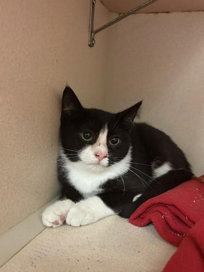 Enlarge Jerry, a Adoptable mixed breed in Quakertown, PA image 3/3