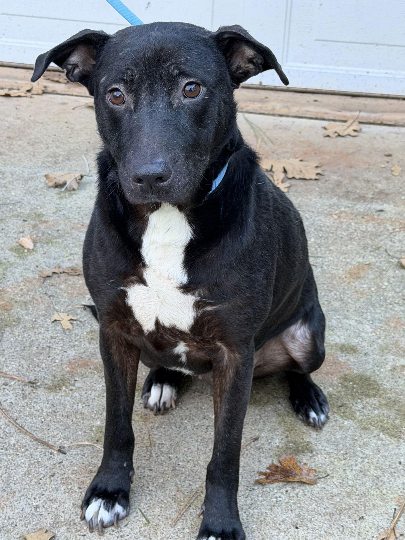 Honeydew, a Adoptable mixed breed in Sparks, NV image 1/3
