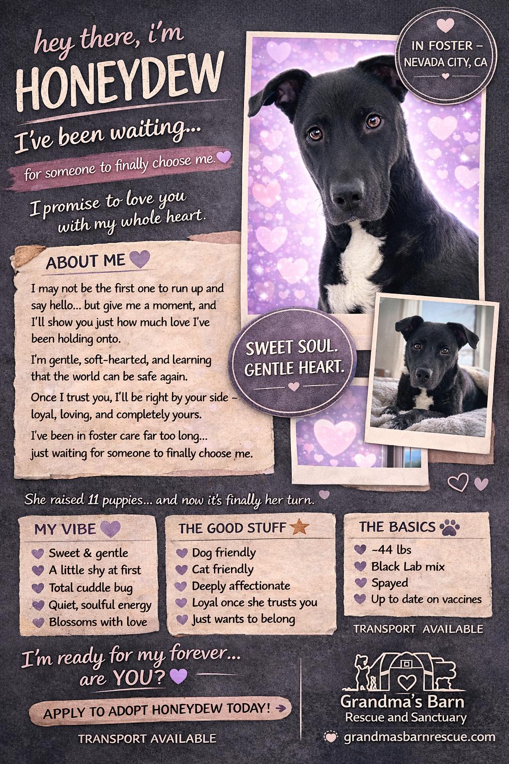 Honeydew, Adoptable, Young Female Labrador Retriever.