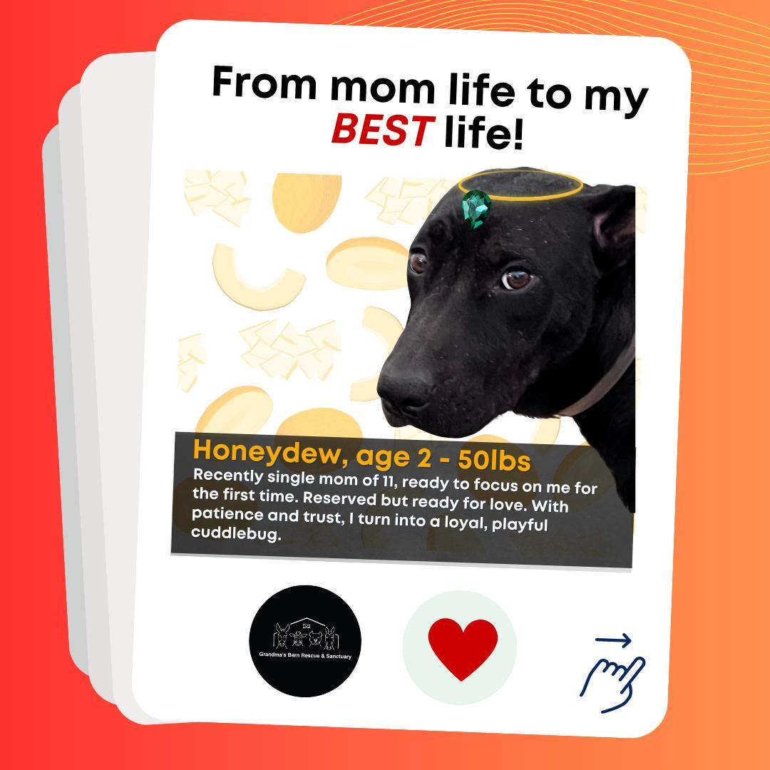 Honeydew, a Adoptable mixed breed in Sparks, NV image 2/3