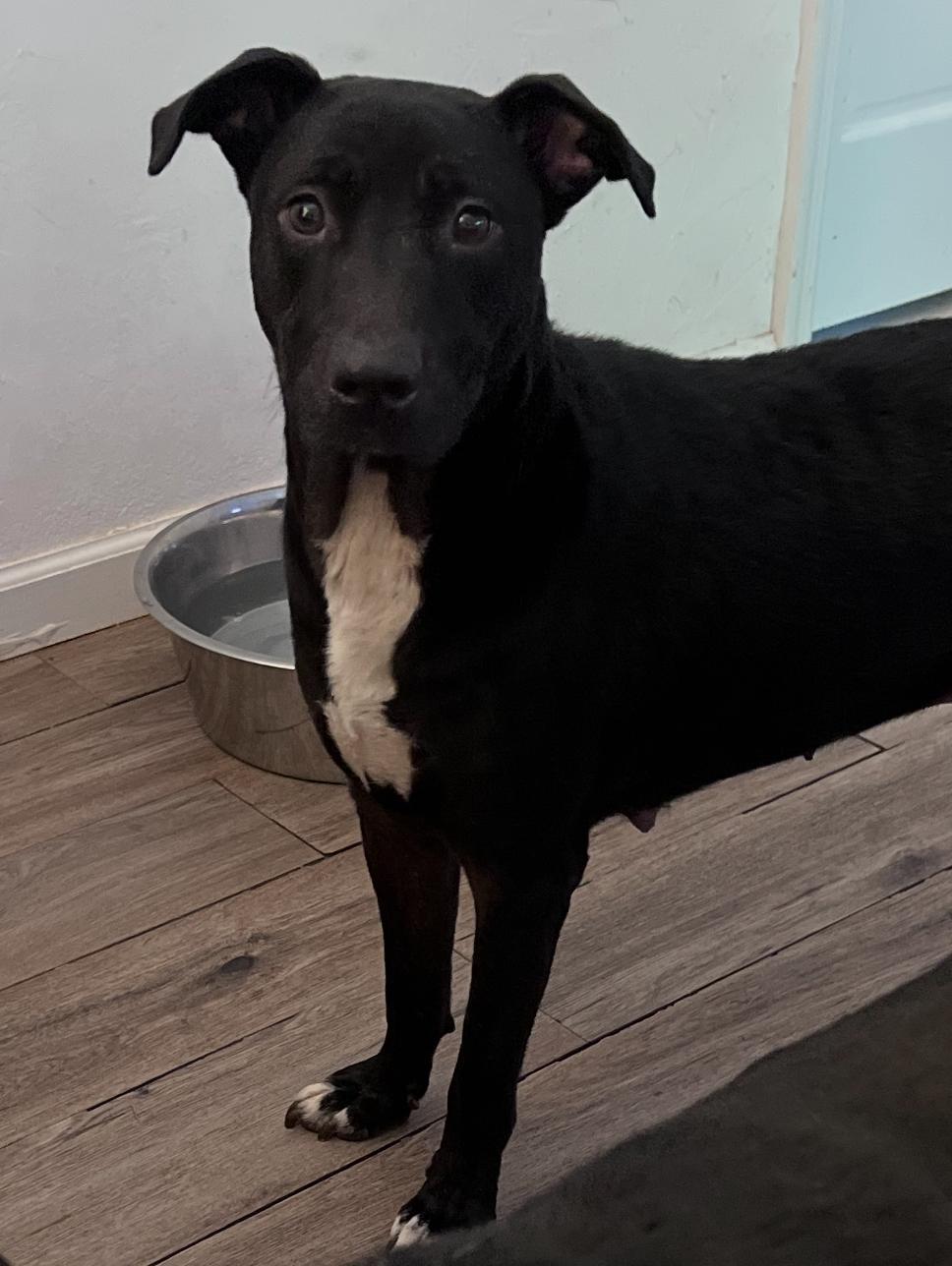 Honeydew, a Adoptable mixed breed in Sparks, NV image 3/3