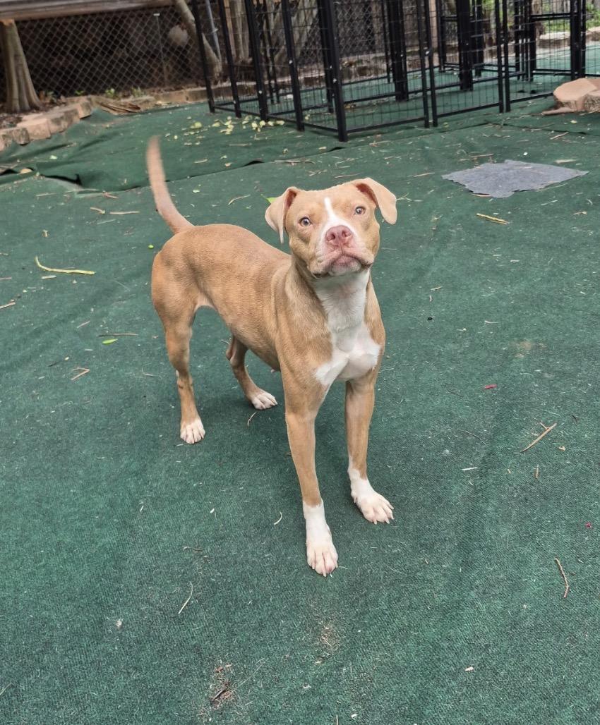 Sandra, a ADOPTABLE mixed breed in Lake Worth, FL image 3/4
