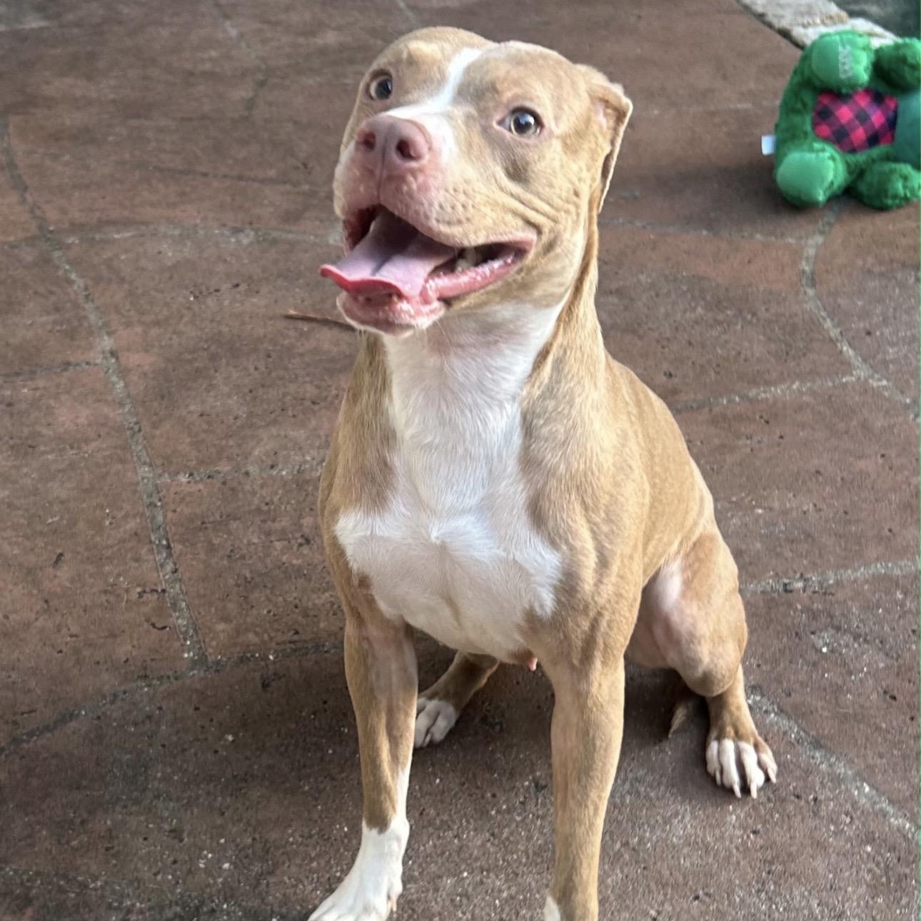 Sandra, a ADOPTABLE mixed breed in Lake Worth, FL image 1/4