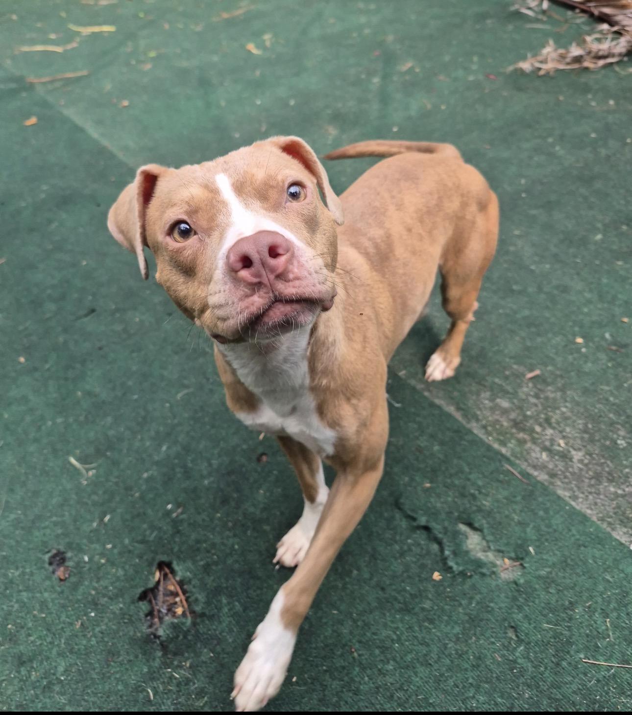 Sandra, a ADOPTABLE mixed breed in Lake Worth, FL image 4/4