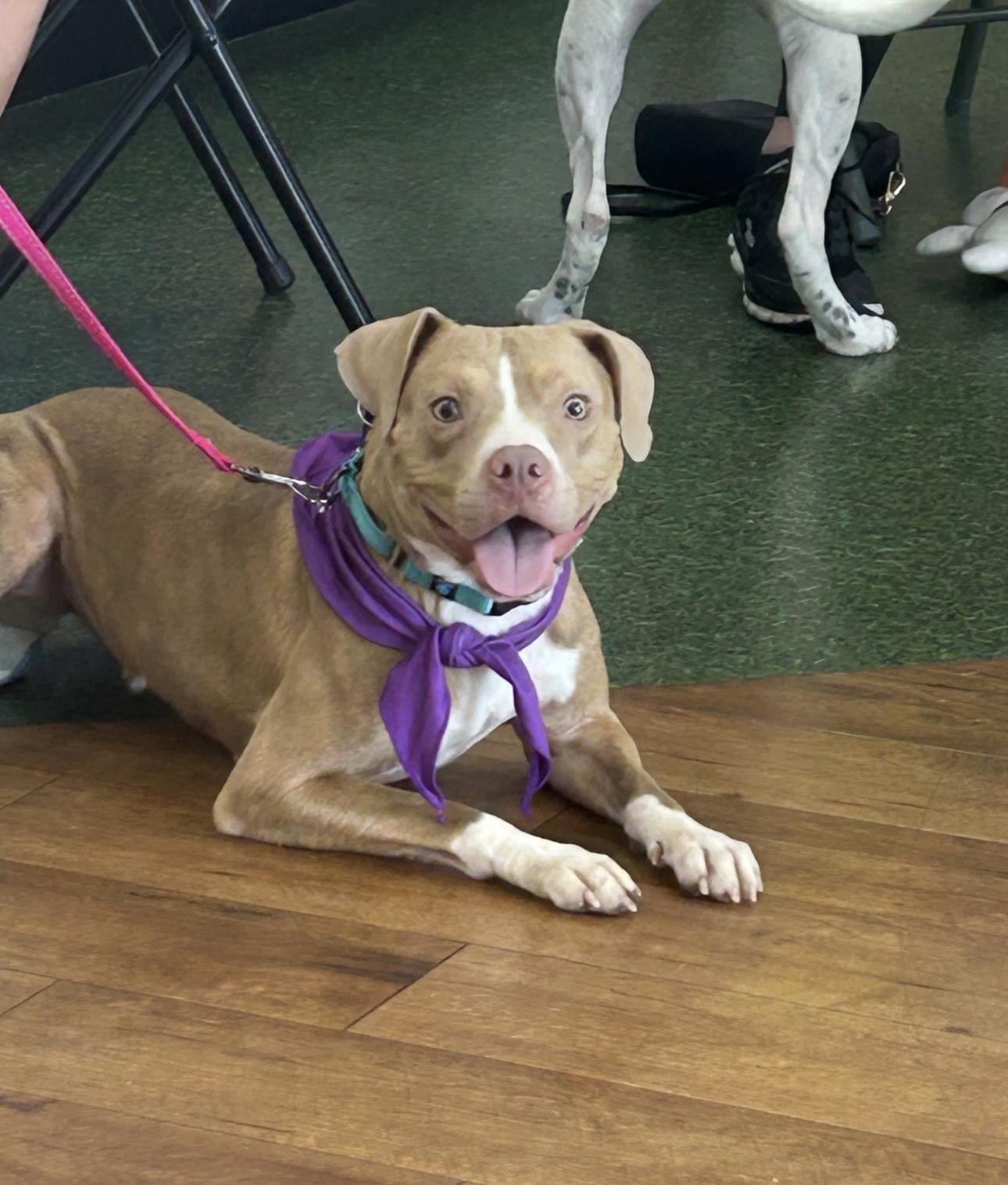Sandra, a ADOPTABLE mixed breed in Lake Worth, FL image 2/4