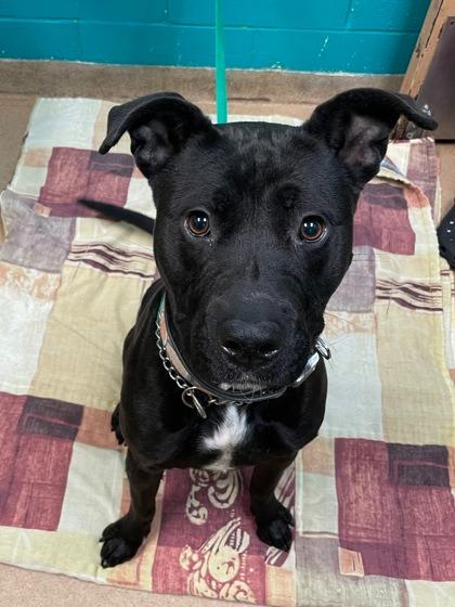 MACHADO, Adoptable, Young Male Mixed Breed.