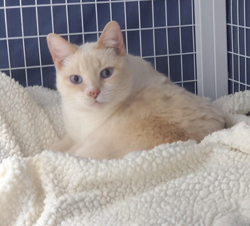 Andi (Andy), Adoptable, Adult Female Domestic Short Hair.