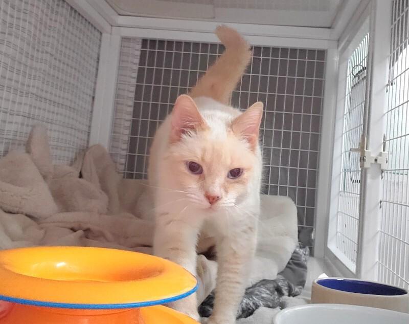 Enlarge Andi (Andy), a Adoptable Domestic Short Hair in Diamond Springs, CA image 2/5