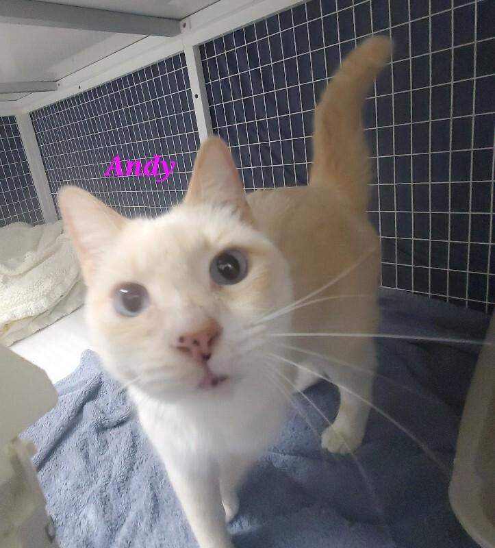 Enlarge Andi (Andy), a Adoptable Domestic Short Hair in Diamond Springs, CA image 4/5