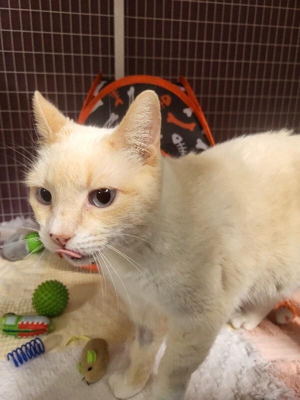 Enlarge Andi (Andy), a Adoptable Domestic Short Hair in Diamond Springs, CA image 5/5