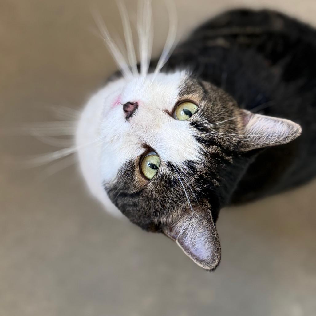 Enlarge Alvin, a Adoptable American Shorthair in Cody, WY image 1/3