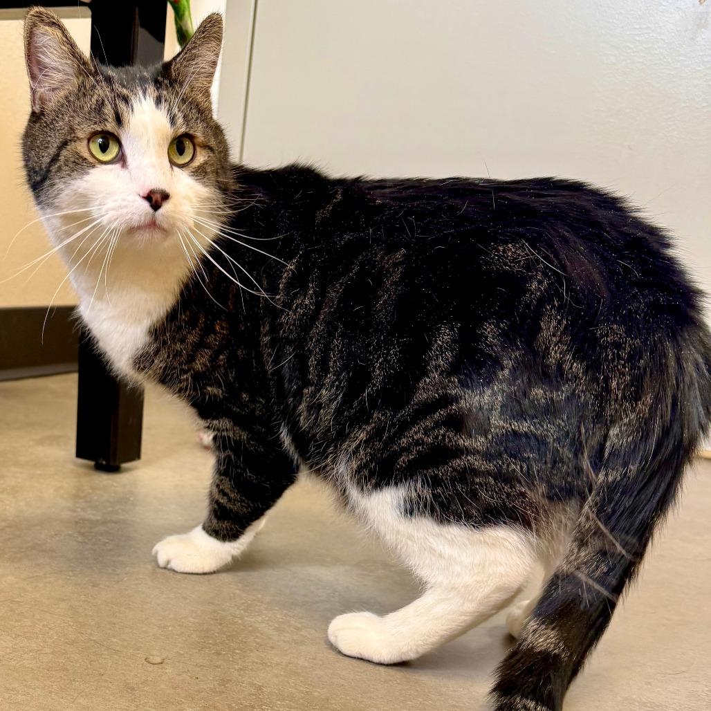 Enlarge Alvin, a Adoptable American Shorthair in Cody, WY image 2/3