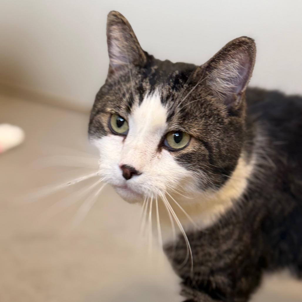 Enlarge Alvin, a Adoptable American Shorthair in Cody, WY image 3/3