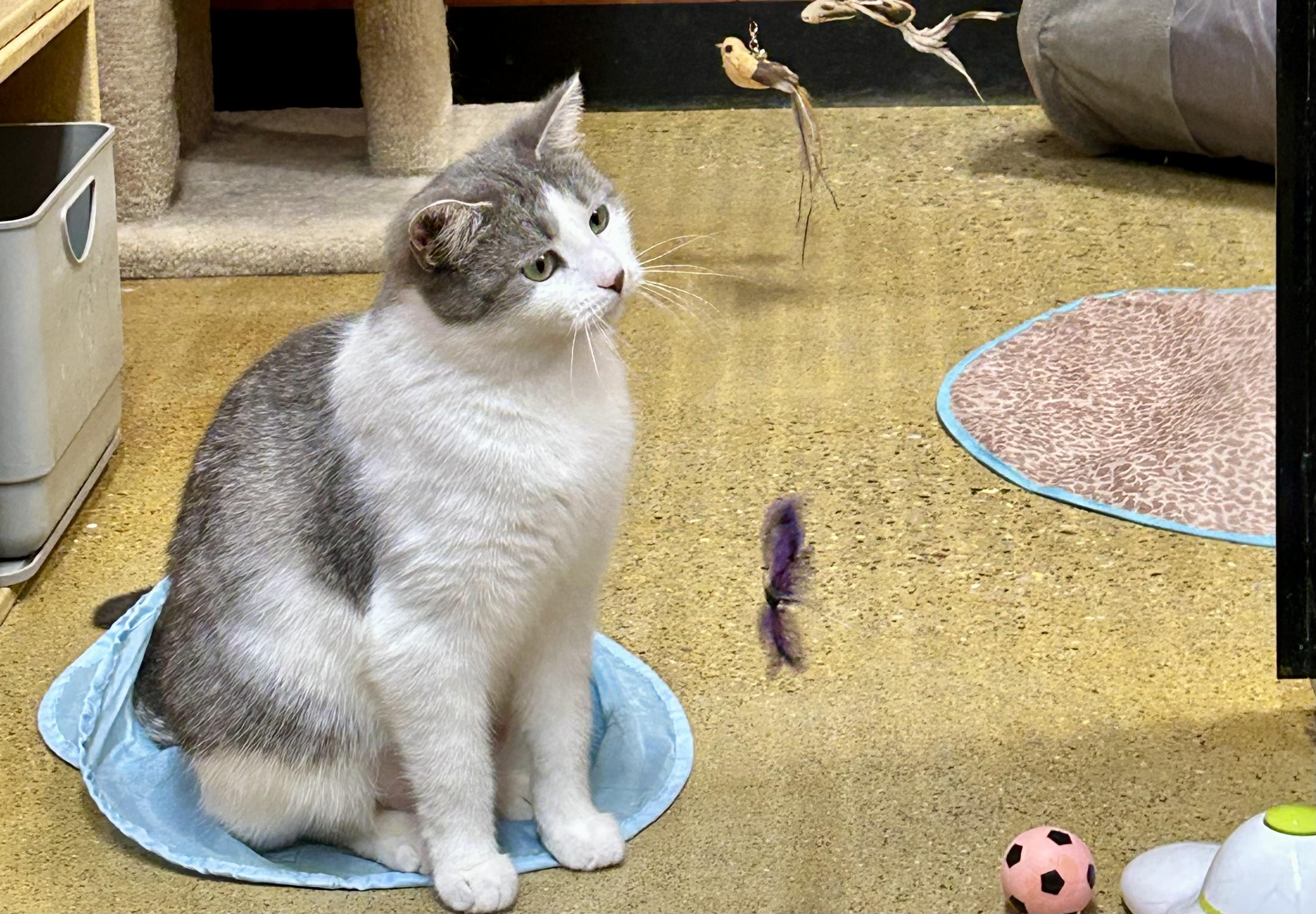 Cass, a ADOPTABLE Domestic Short Hair in Vernon Hills, IL image 2/2