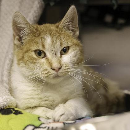 Skrimp Cocktail, a Adoptable mixed breed in Madison, WI image 1/3