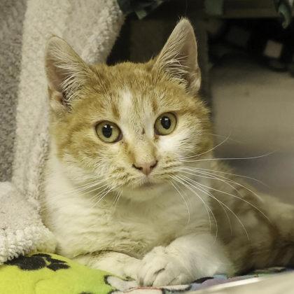 Skrimp Cocktail, a Adoptable mixed breed in Madison, WI image 3/3