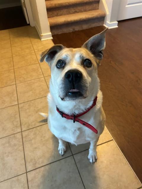 MAX, Adoptable, Adult Male Mixed Breed.