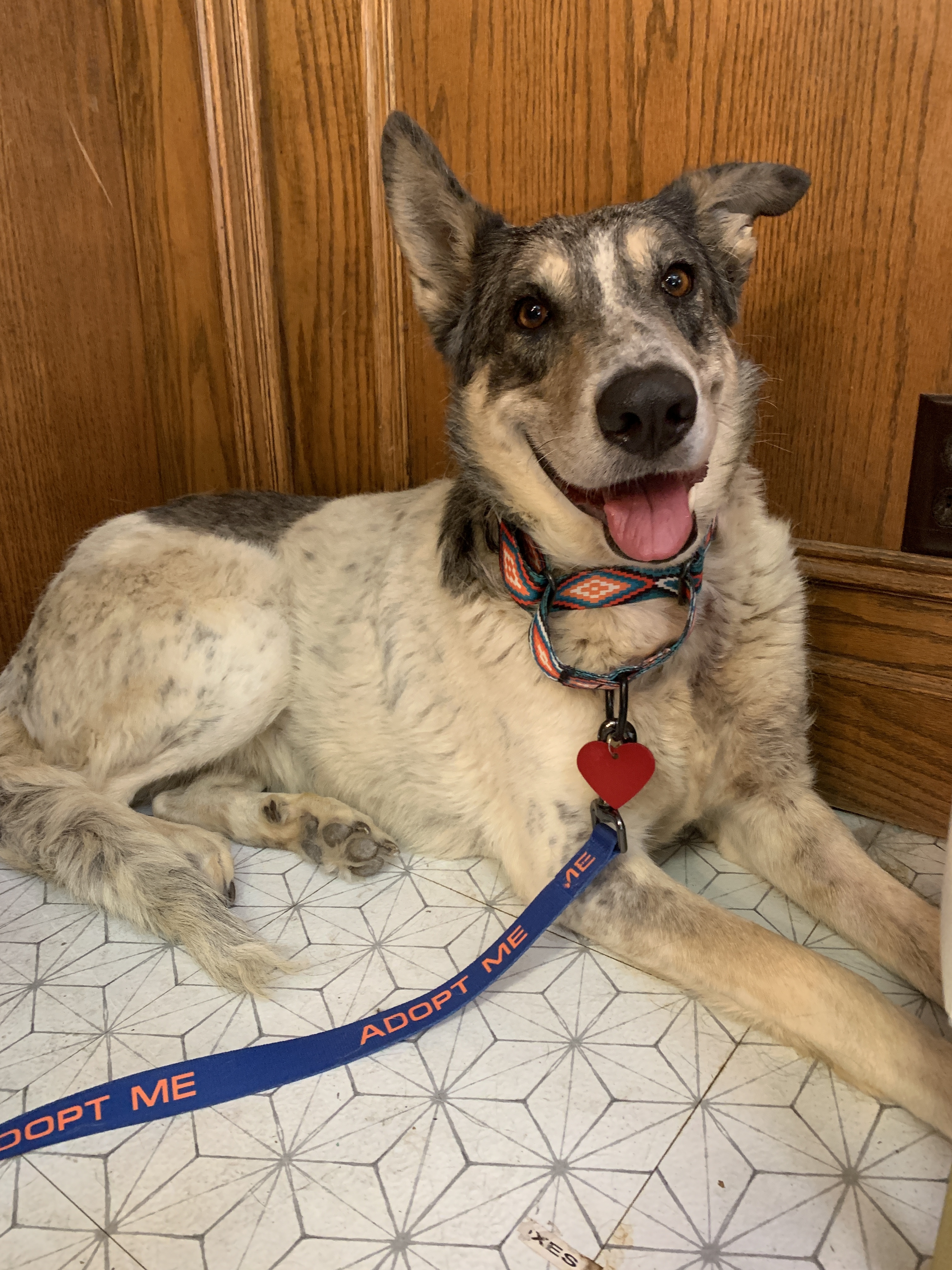 Mia, a Adoptable mixed breed in Beverly Hills, CA image 1/8