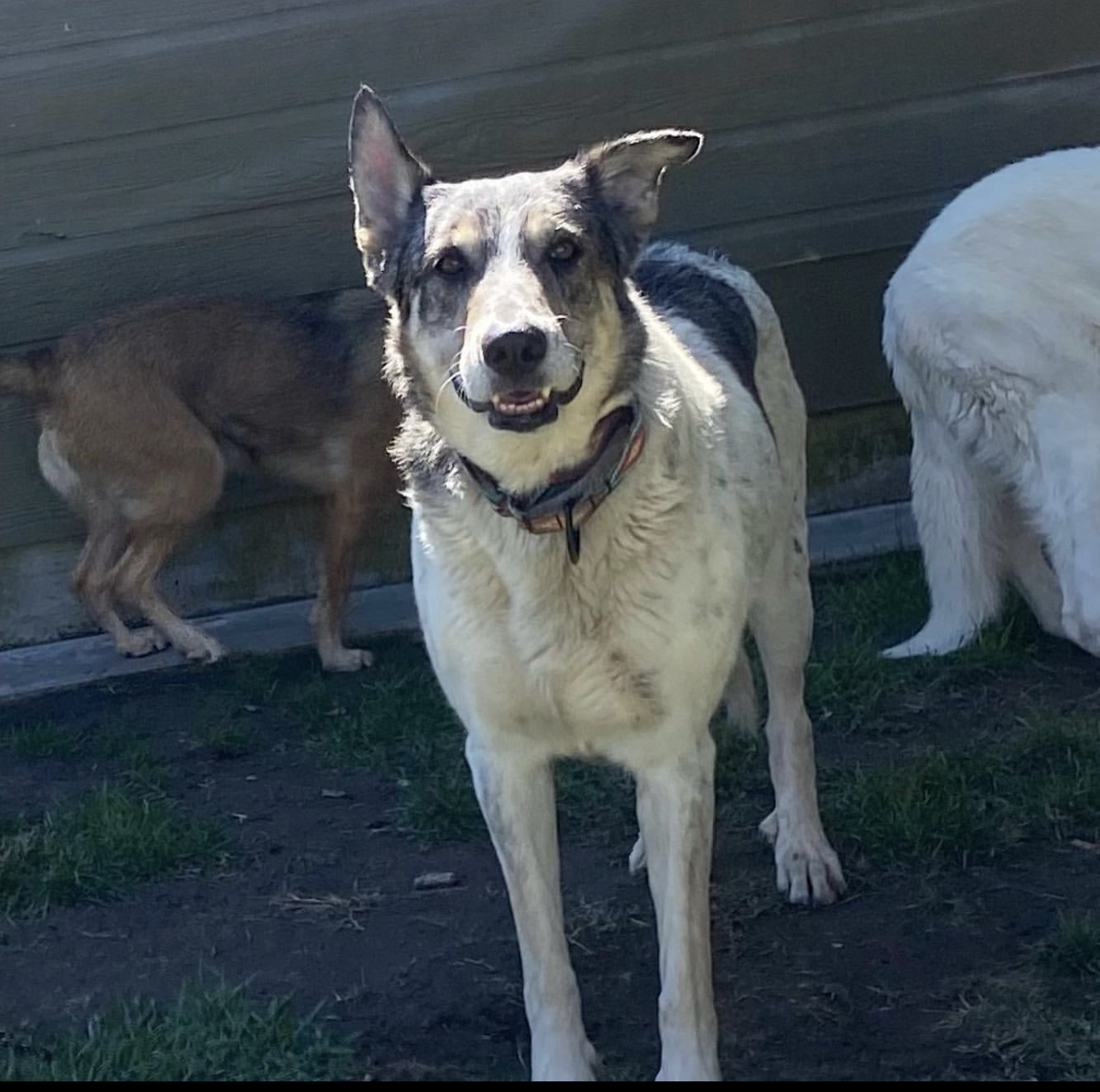 Mia, a Adoptable mixed breed in Beverly Hills, CA image 2/8