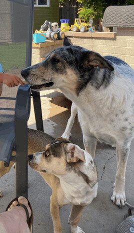 Mia, a Adoptable mixed breed in Beverly Hills, CA image 3/8