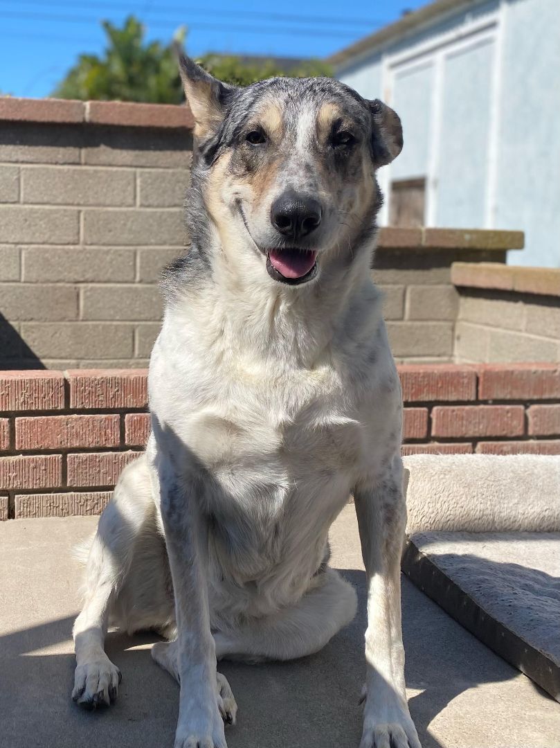 Mia, Adult Female Cattle Dog