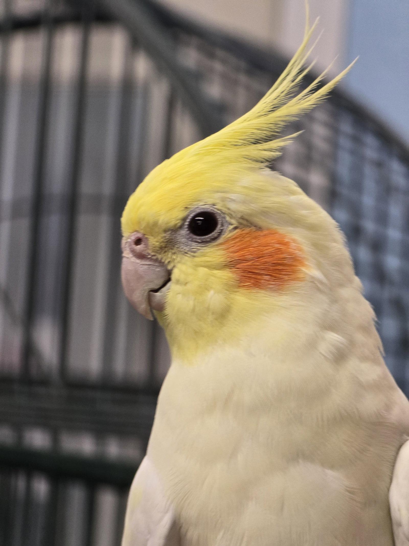 Tweety photo