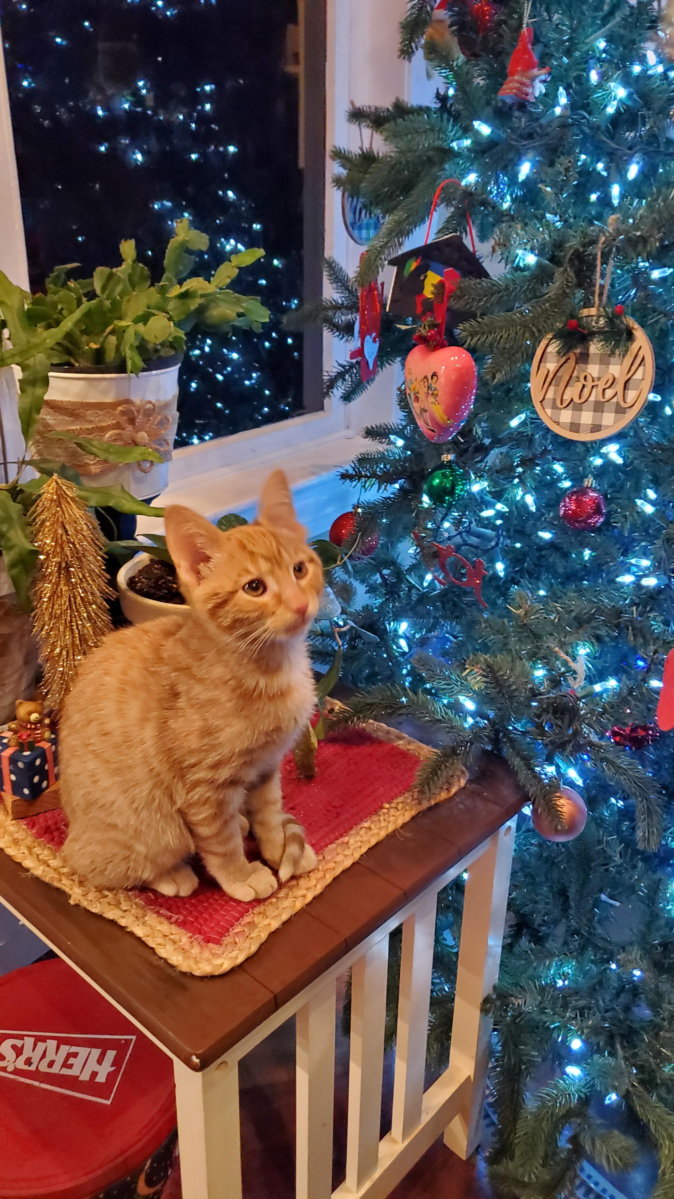 Louie, adopted, Young Male Domestic Short Hair.