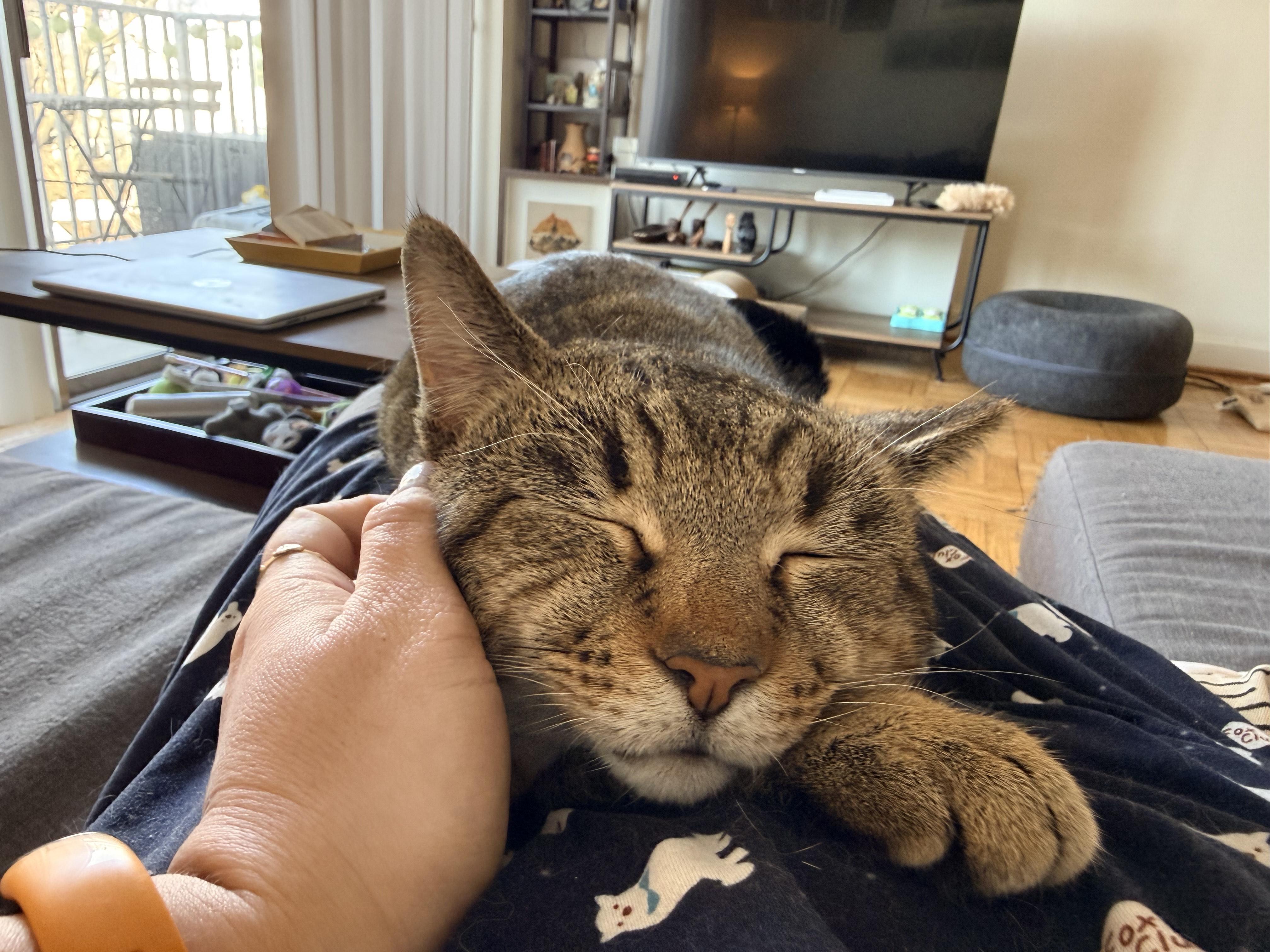 Malakai, ADOPTABLE, Adult Male Domestic Short Hair.