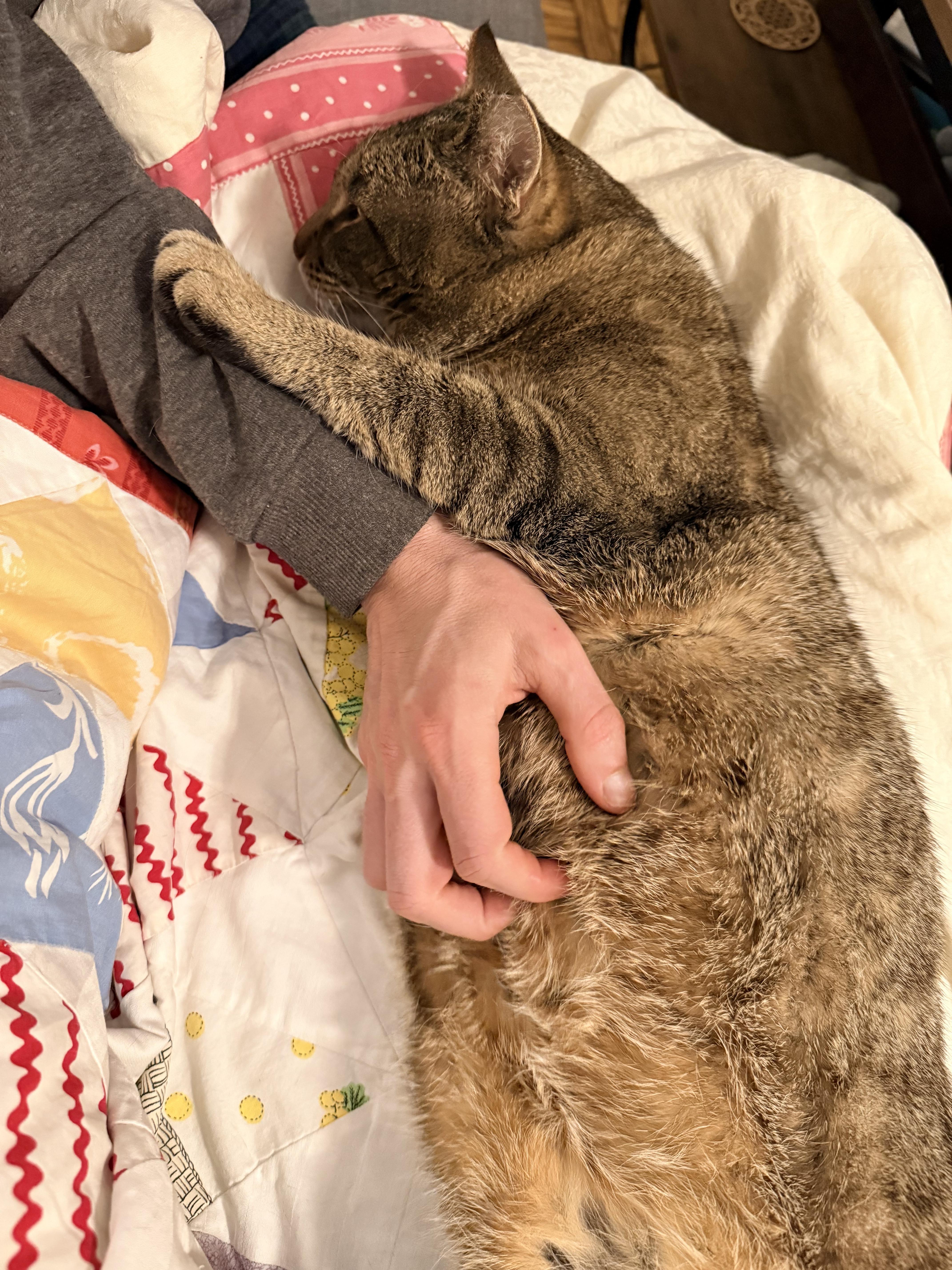 Enlarge Malakai, a ADOPTABLE Domestic Short Hair in Sterling, VA image 2/6