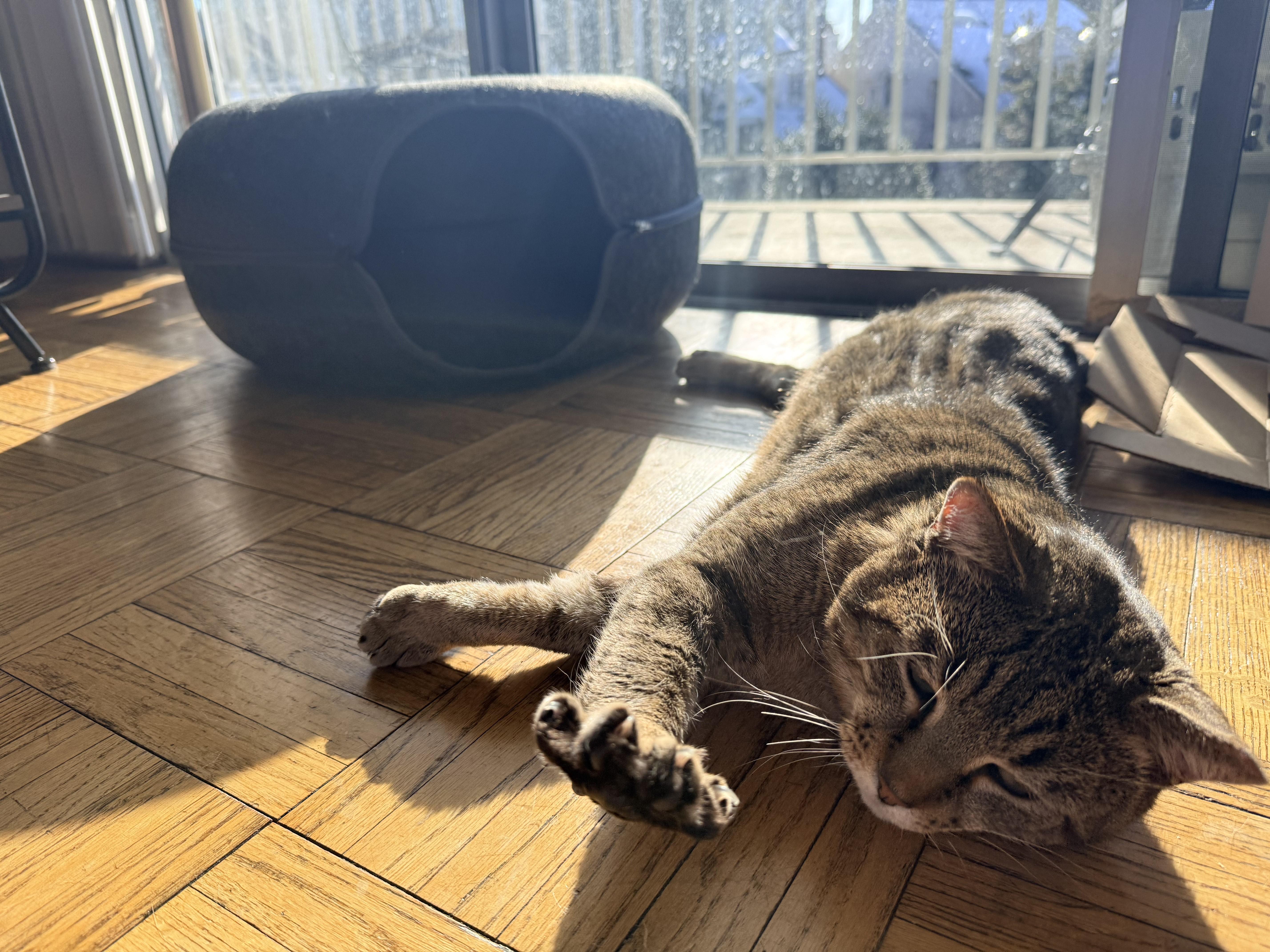 Enlarge Malakai, a ADOPTABLE Domestic Short Hair in Sterling, VA image 5/6