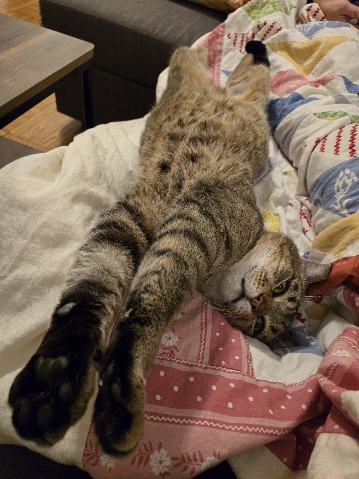 Enlarge Malakai, a ADOPTABLE Domestic Short Hair in Sterling, VA image 4/6