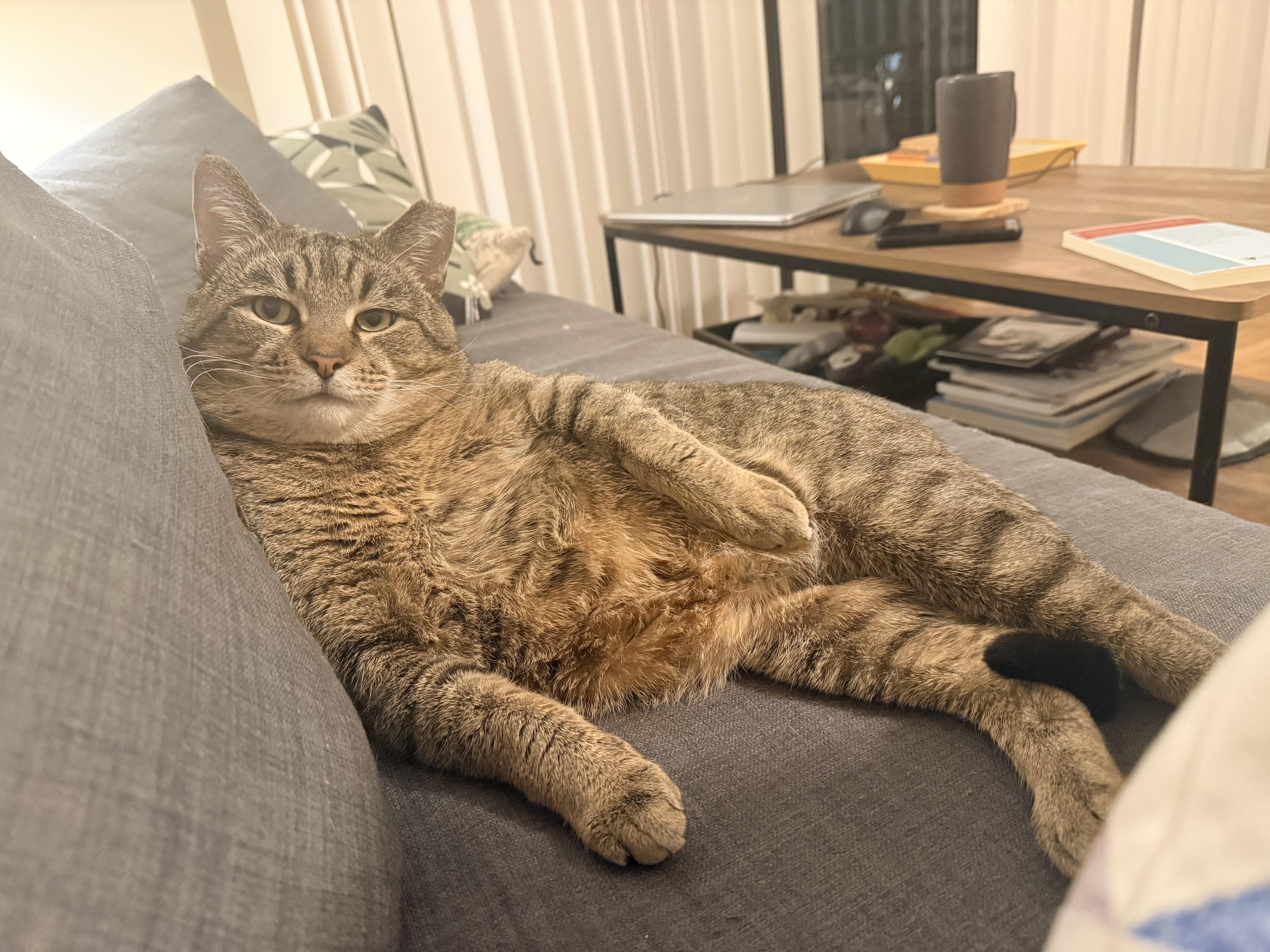 Enlarge Malakai, a ADOPTABLE Domestic Short Hair in Sterling, VA image 3/6