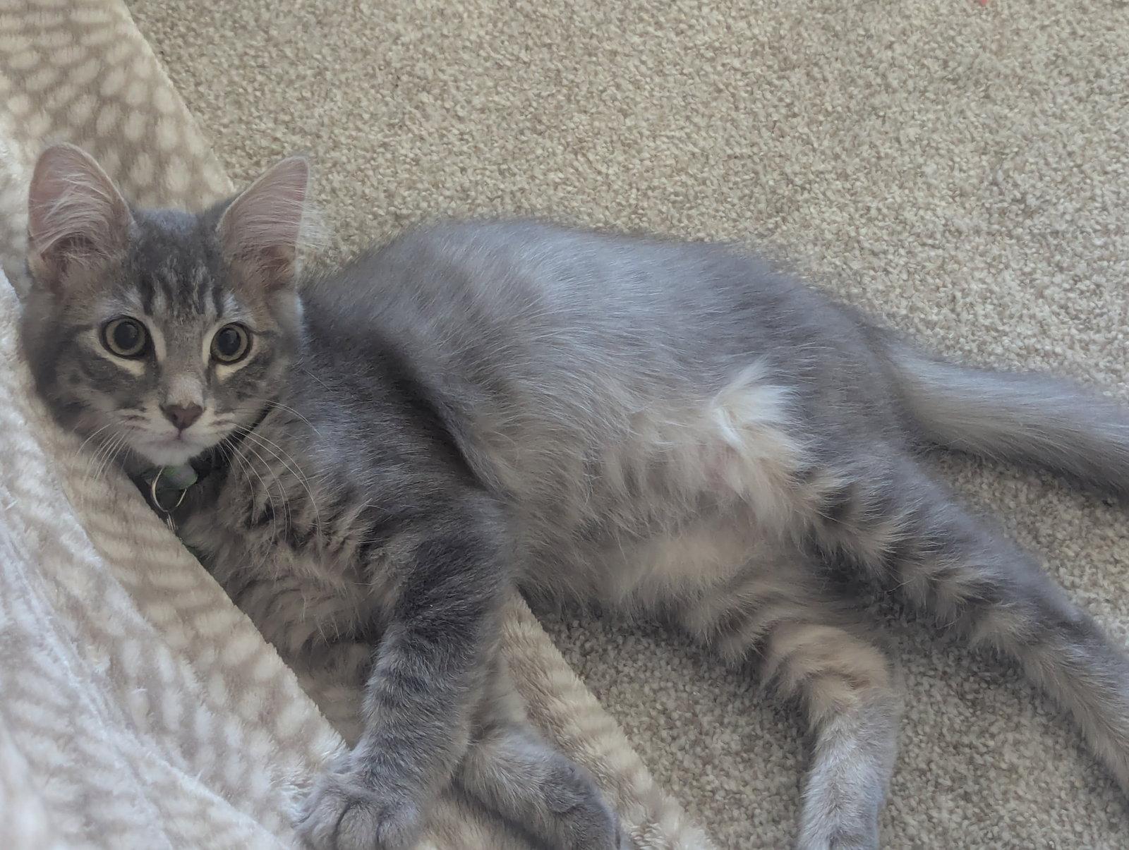 Link, Adoptable, Kitten Male Domestic Long Hair.