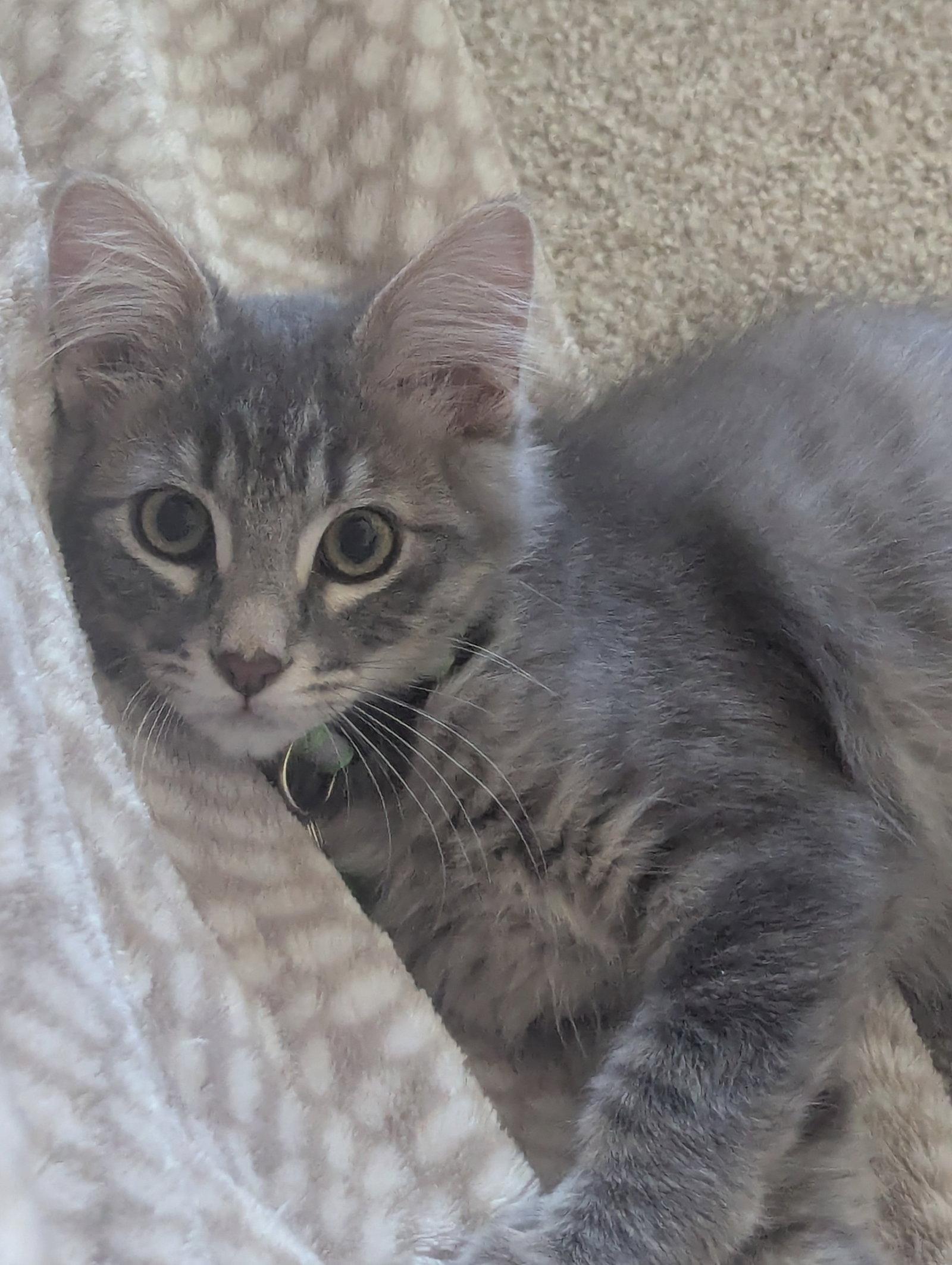 Link, a Adoptable Domestic Long Hair in Glendale, AZ image 2/3