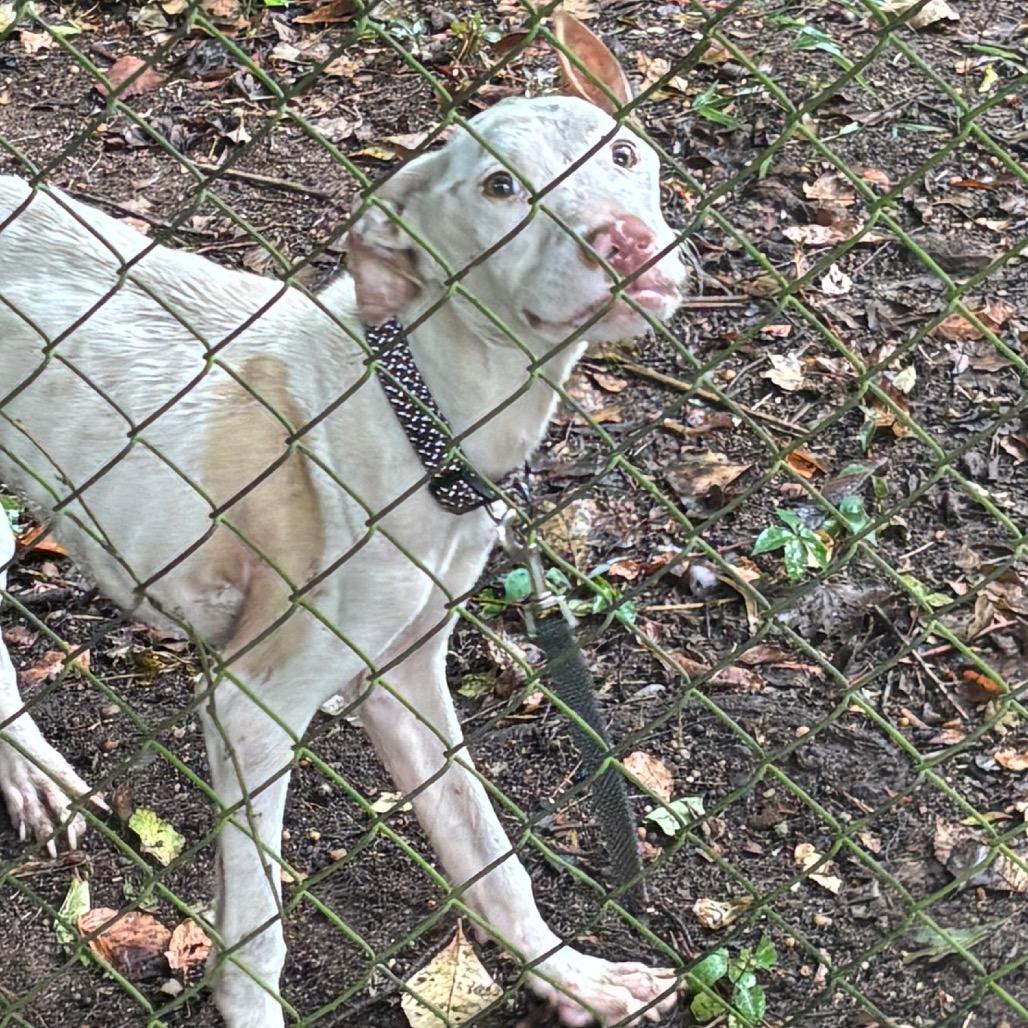 Enlarge Spencer, a Adoptable mixed breed in Montgomery, AL image 1/2