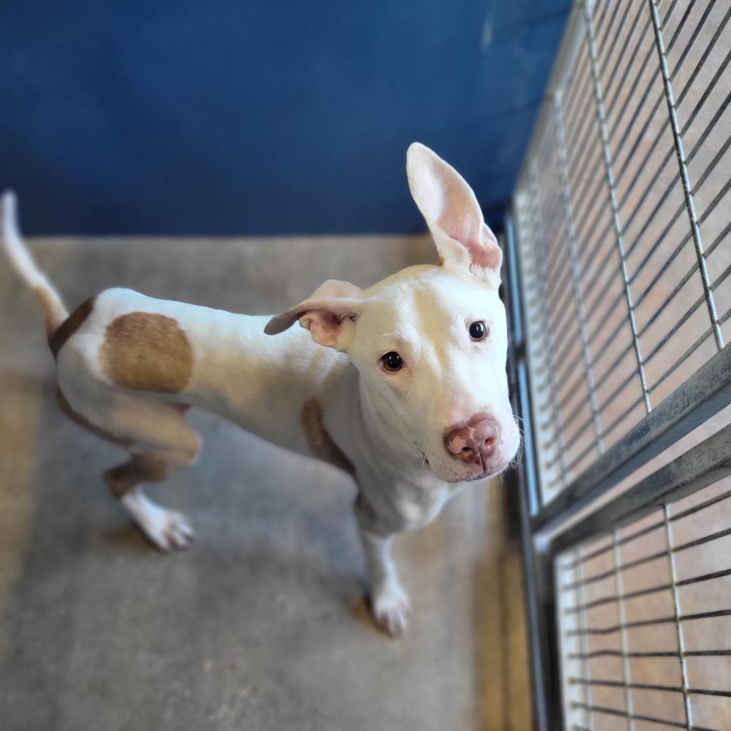 Enlarge Spencer, a Adoptable mixed breed in Montgomery, AL image 2/2
