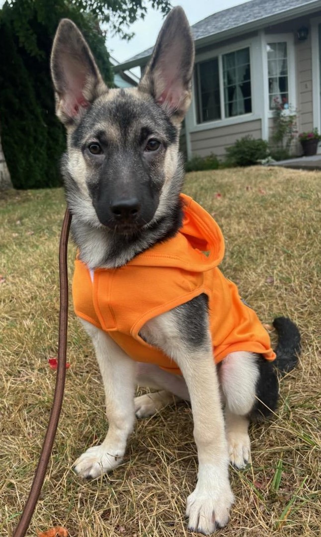Sami, Adopted, Puppy Female German Shepherd Dog.