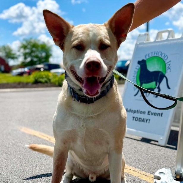 Baylor, Adoptable, Adult Male Alaskan Malamute.