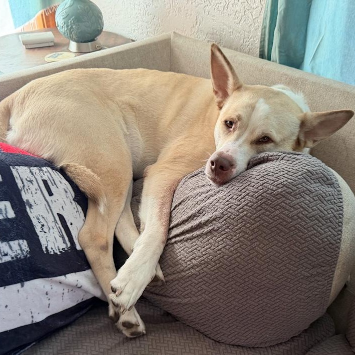 Baylor, a Adoptable mixed breed in Toledo, OH image 4/4