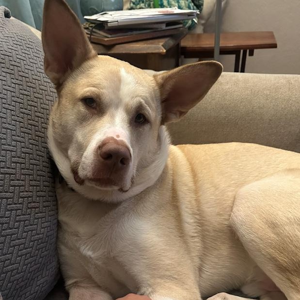 Baylor, a Adoptable mixed breed in Toledo, OH image 2/4