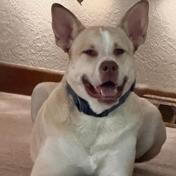 Baylor, a Adoptable mixed breed in Toledo, OH image 3/4