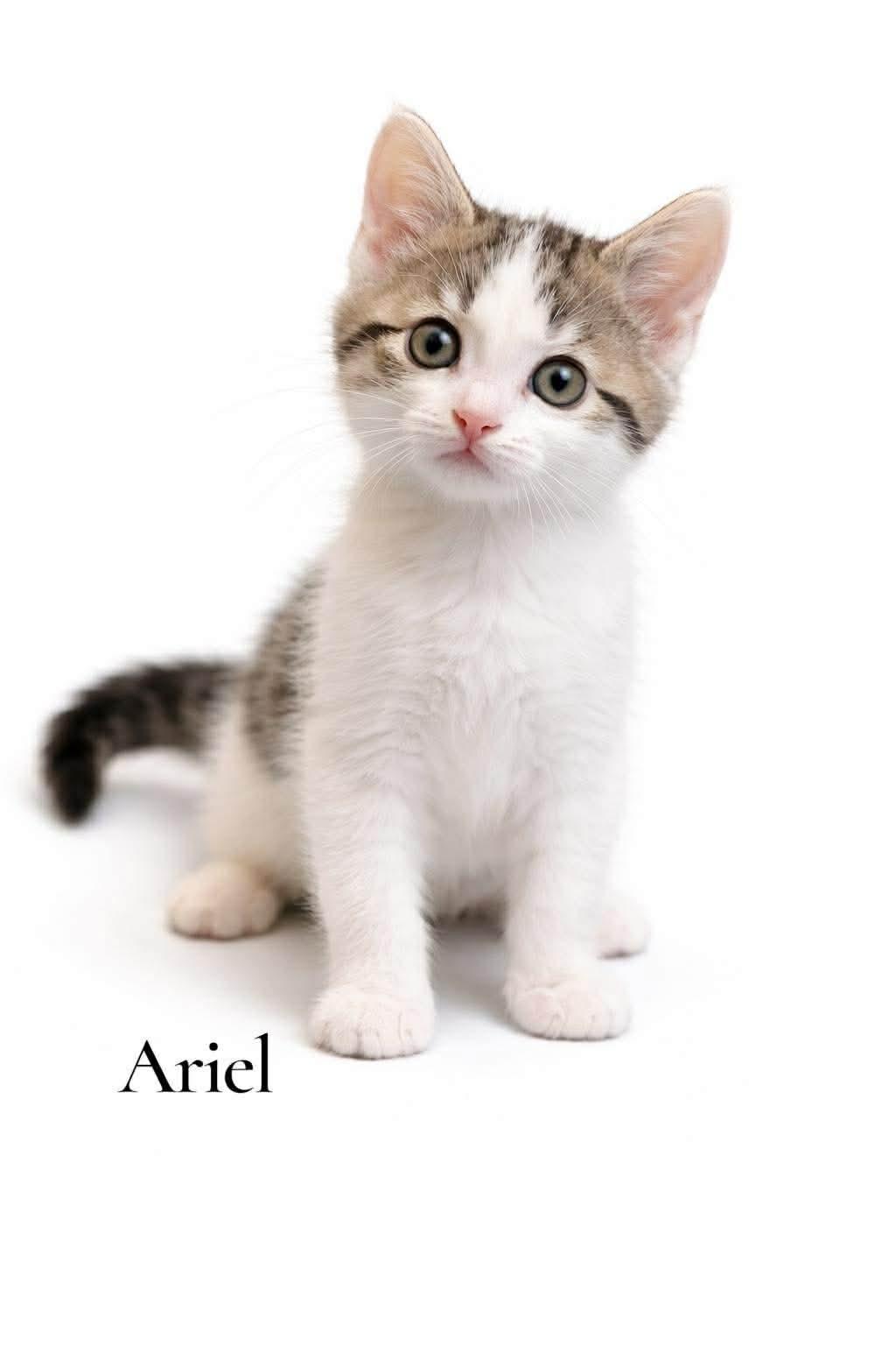 Enlarge Ariel, a ADOPTABLE Domestic Short Hair in Stevensville, MI image 1/1