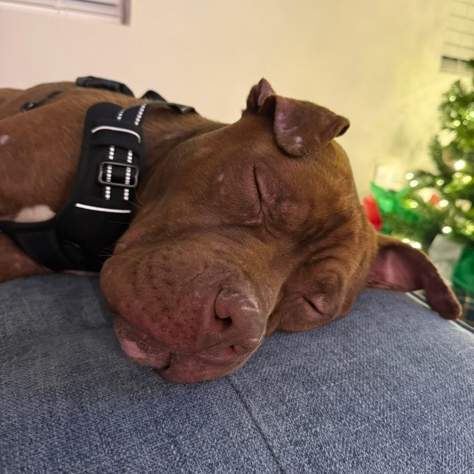 Enlarge Marvin, an adopted mixed breed in Ayden, NC image 5/6