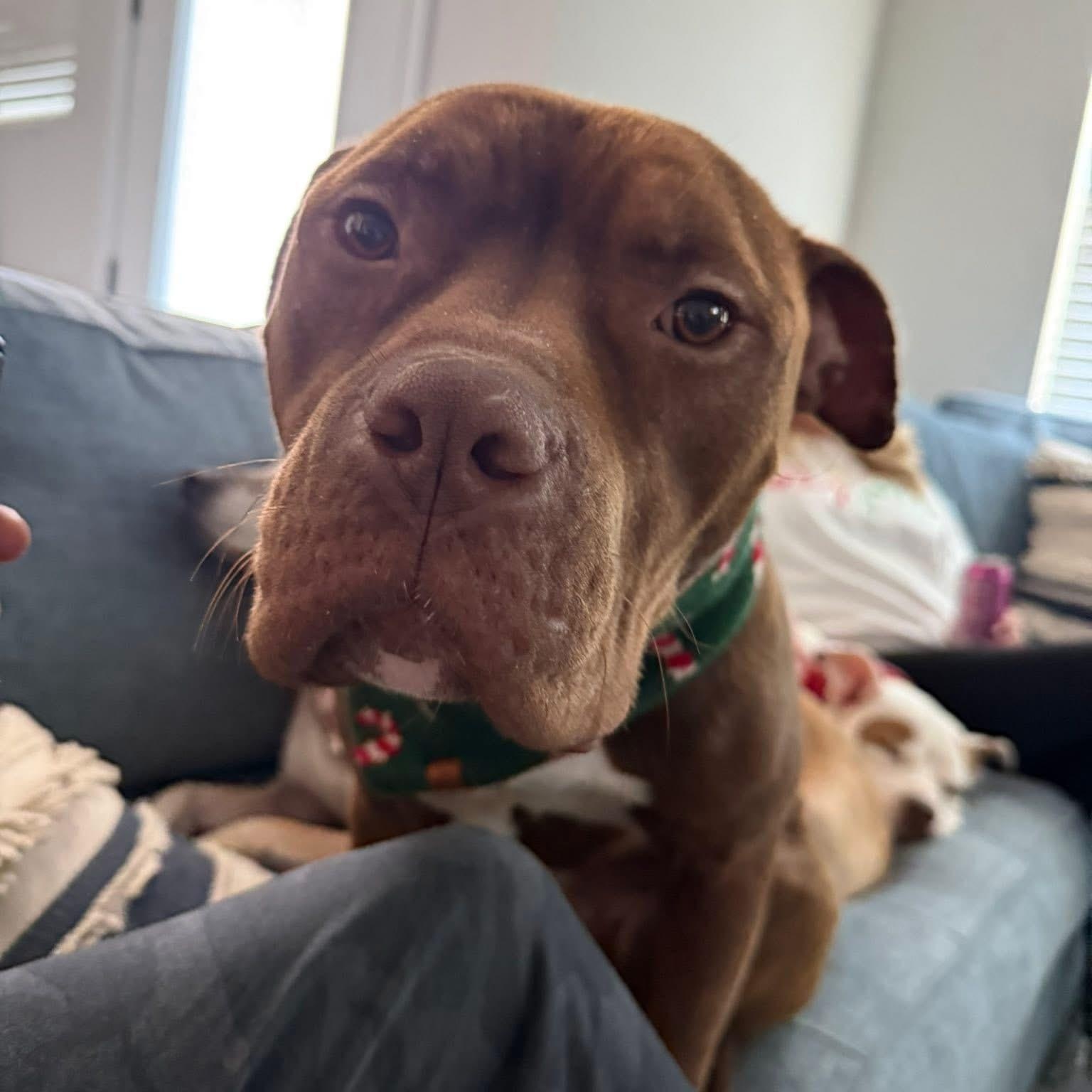 Marvin, adopted, Adult Male Pit Bull Terrier.