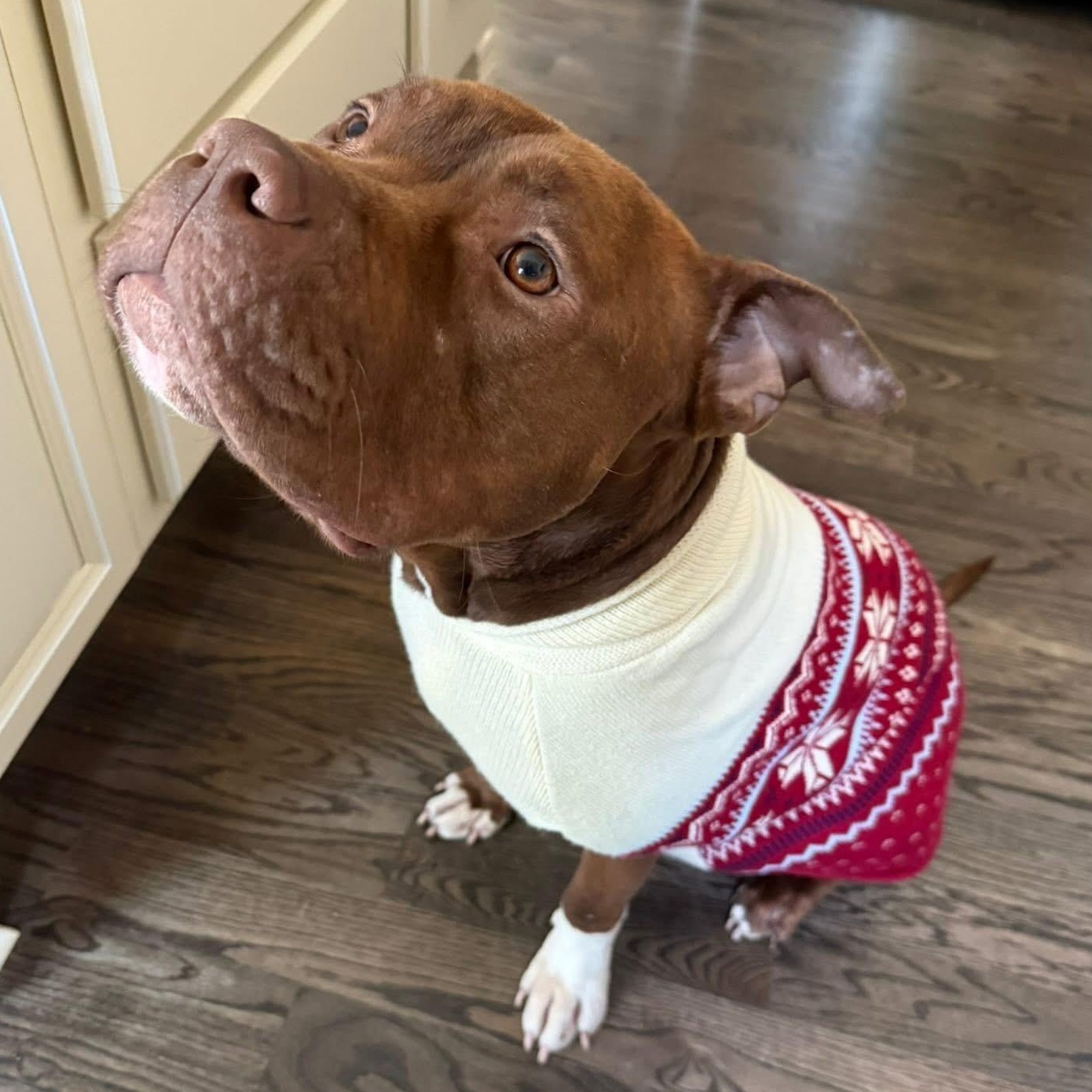 Enlarge Marvin, an adopted mixed breed in Ayden, NC image 2/6