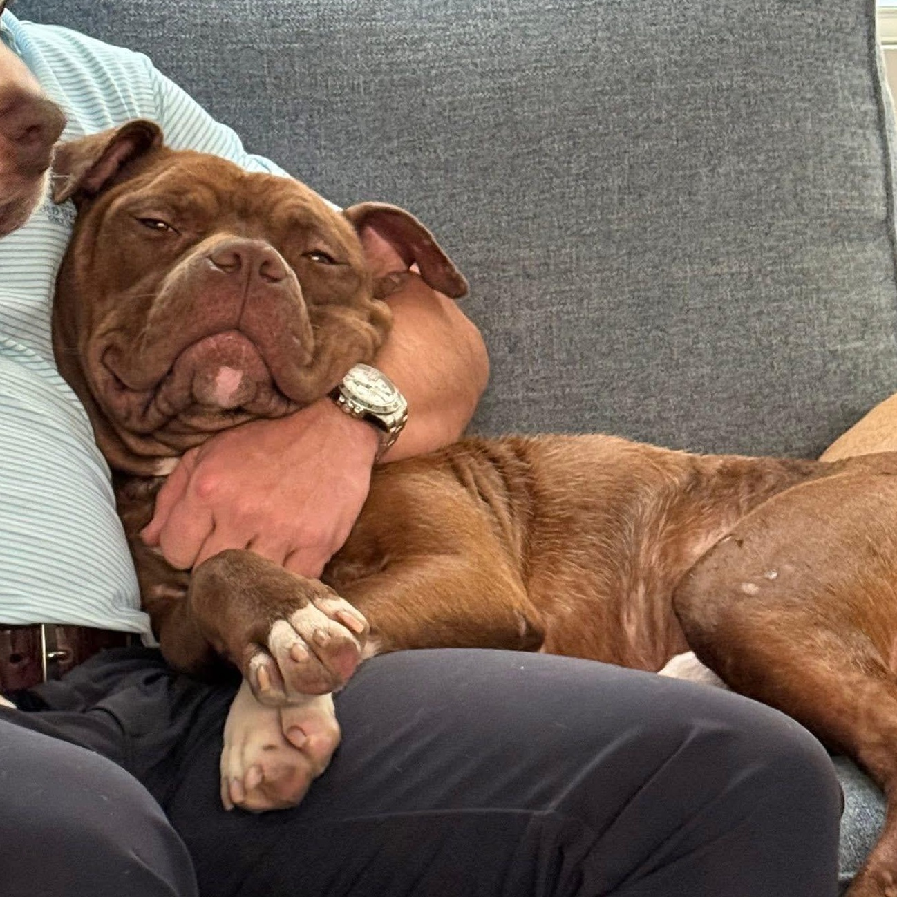 Enlarge Marvin, an adopted mixed breed in Ayden, NC image 4/6