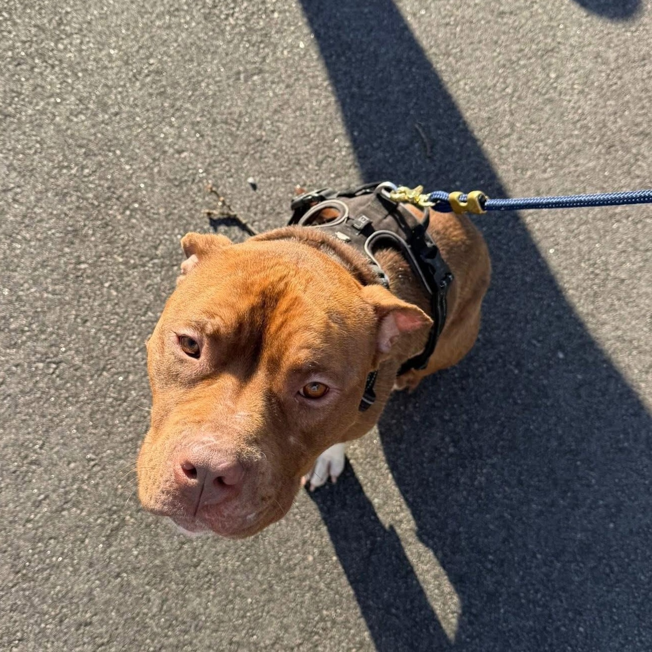 Enlarge Marvin, an adopted mixed breed in Ayden, NC image 3/6