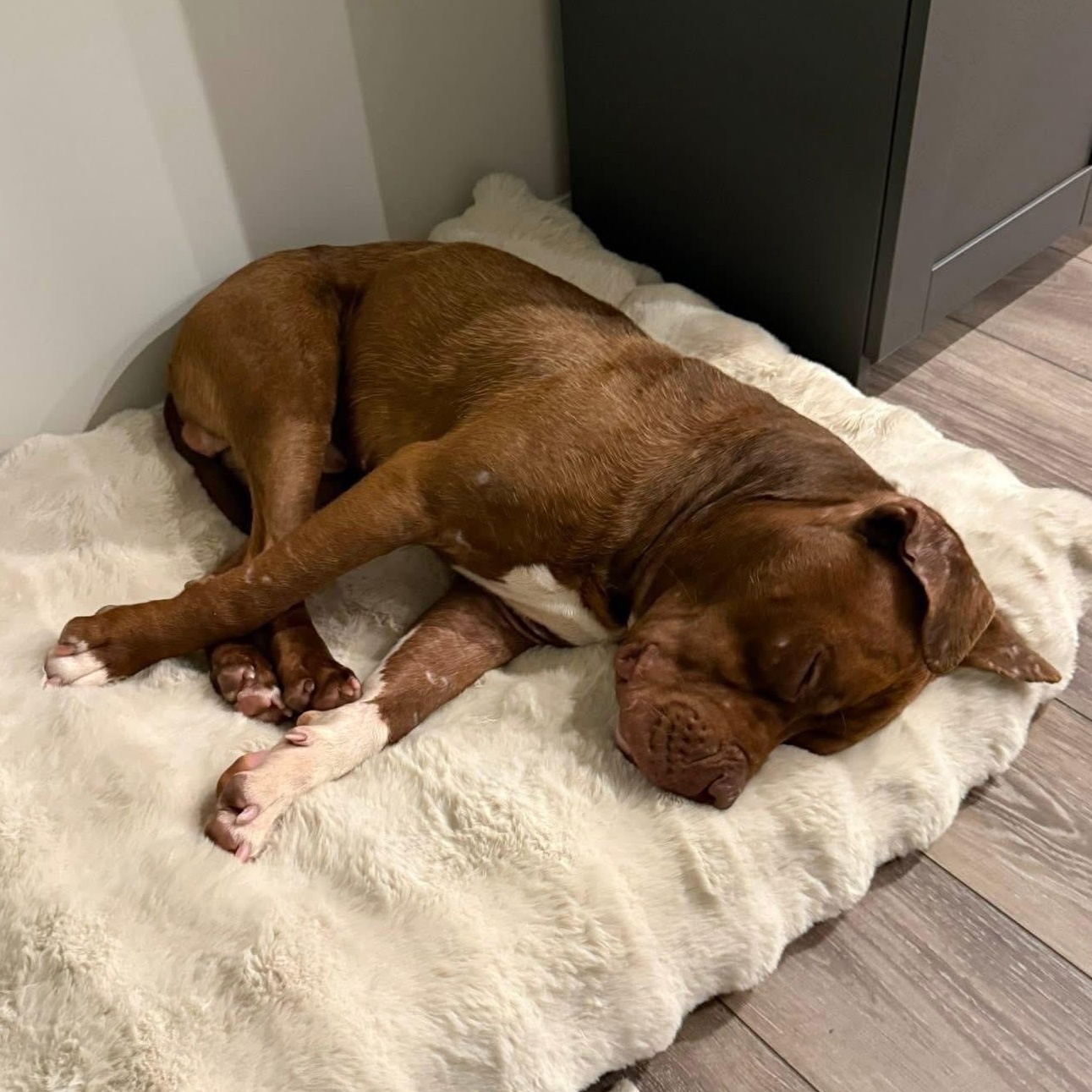 Enlarge Marvin, an adopted mixed breed in Ayden, NC image 6/6